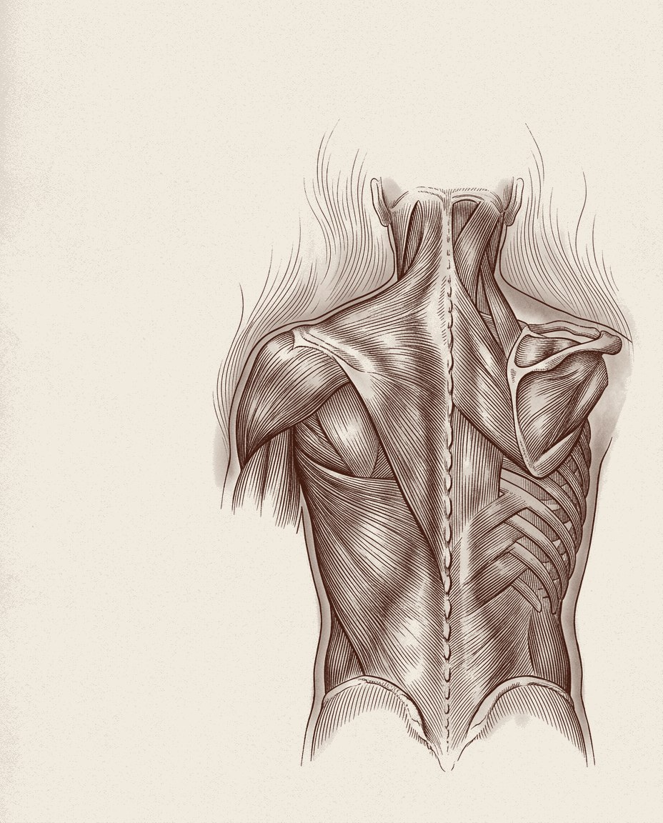 Grabado anatómico del torso
